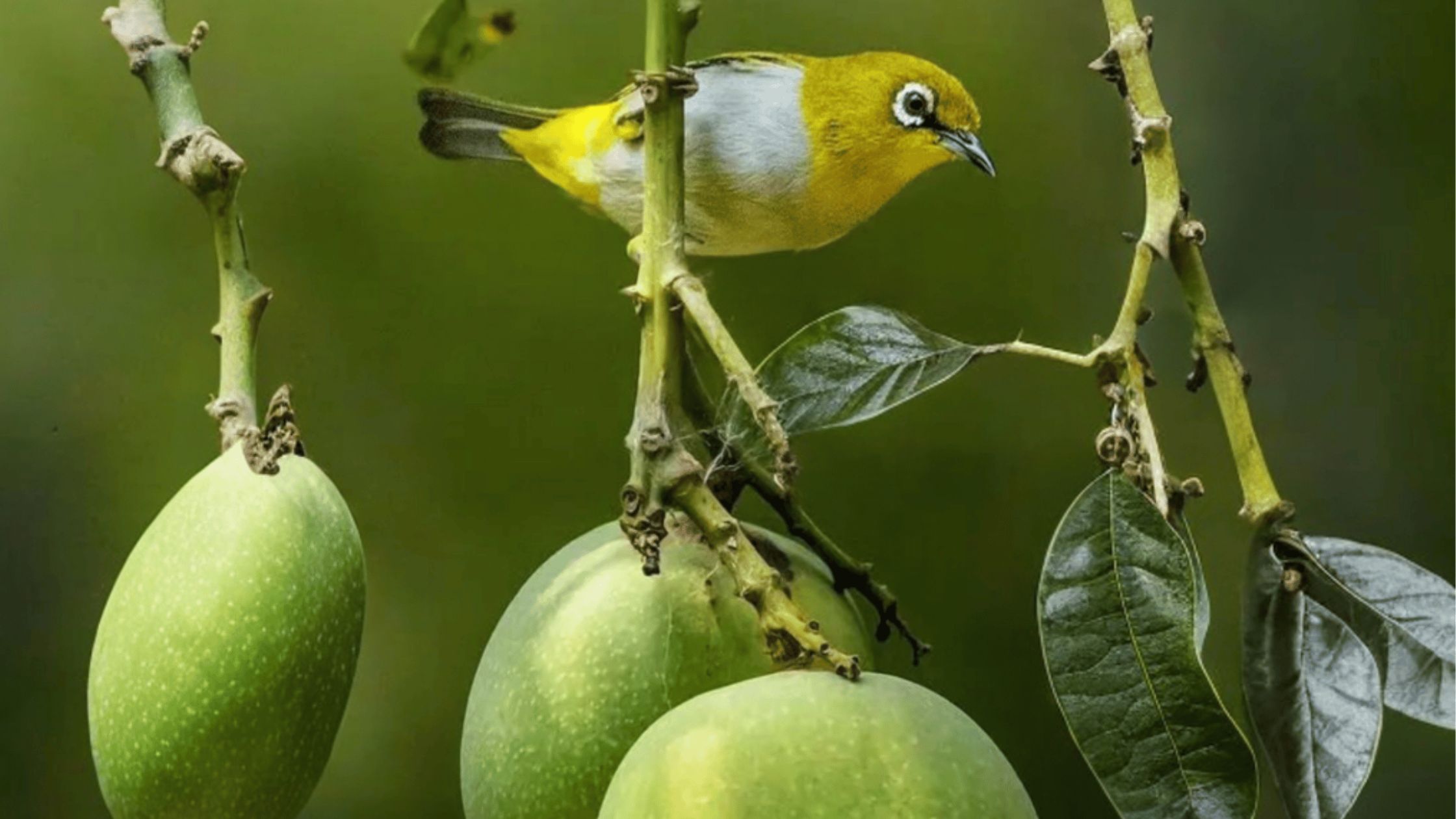 Are Birds Pest To Plants