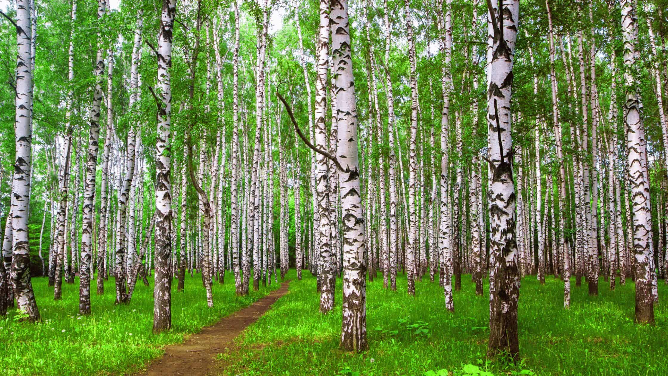 Birch Trees