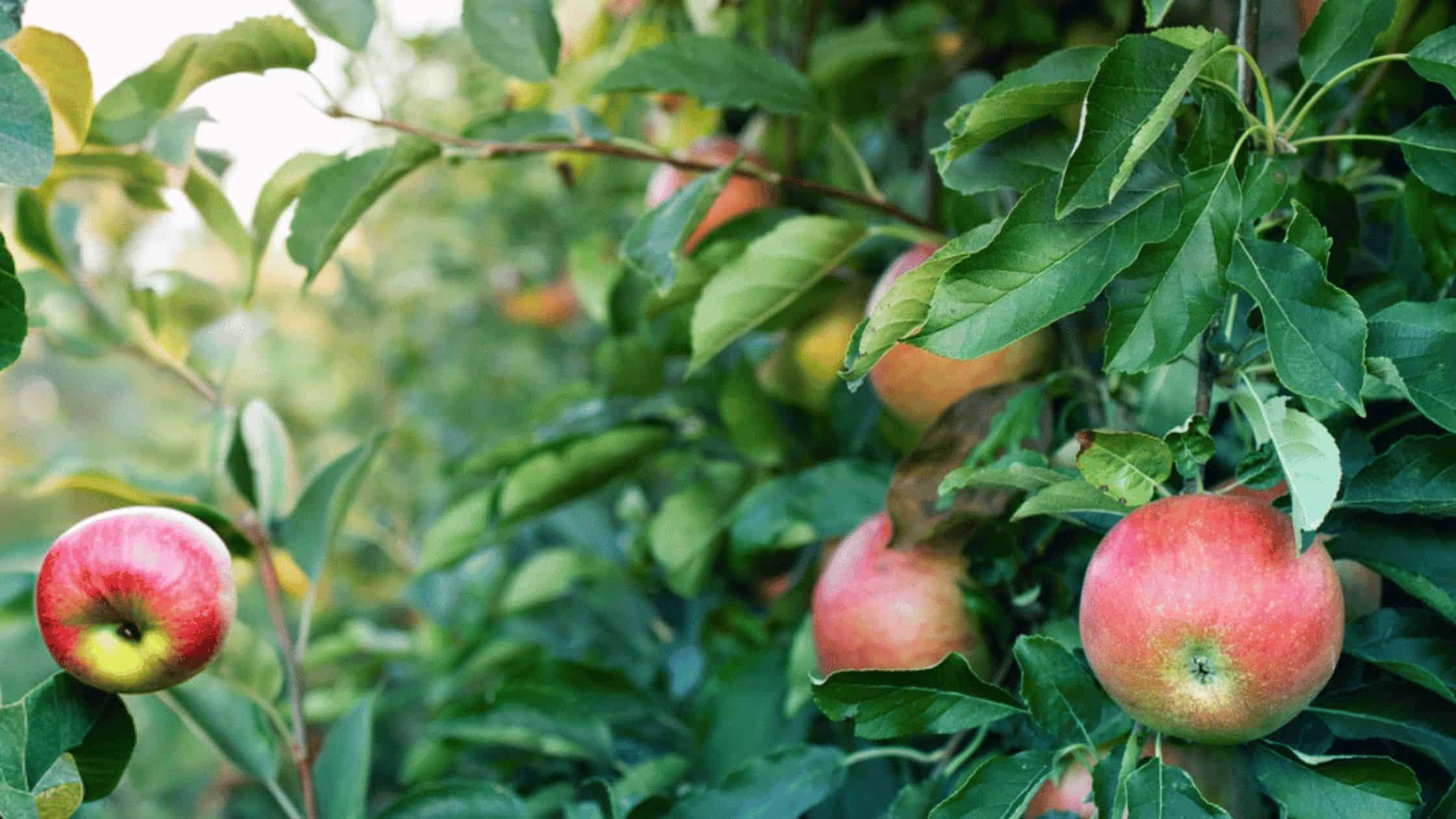 Growing Apple Trees