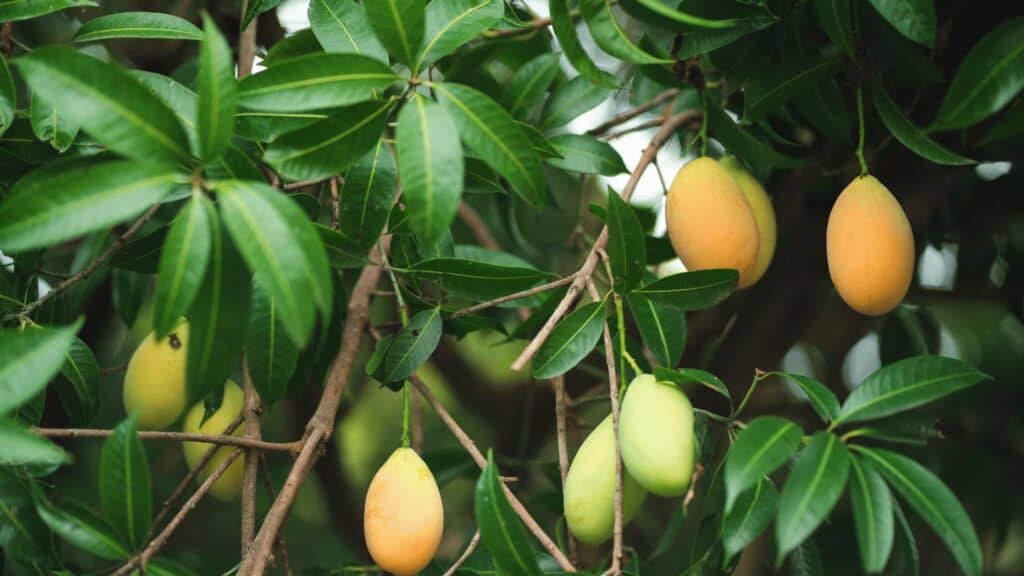 Growing Mango Trees fast