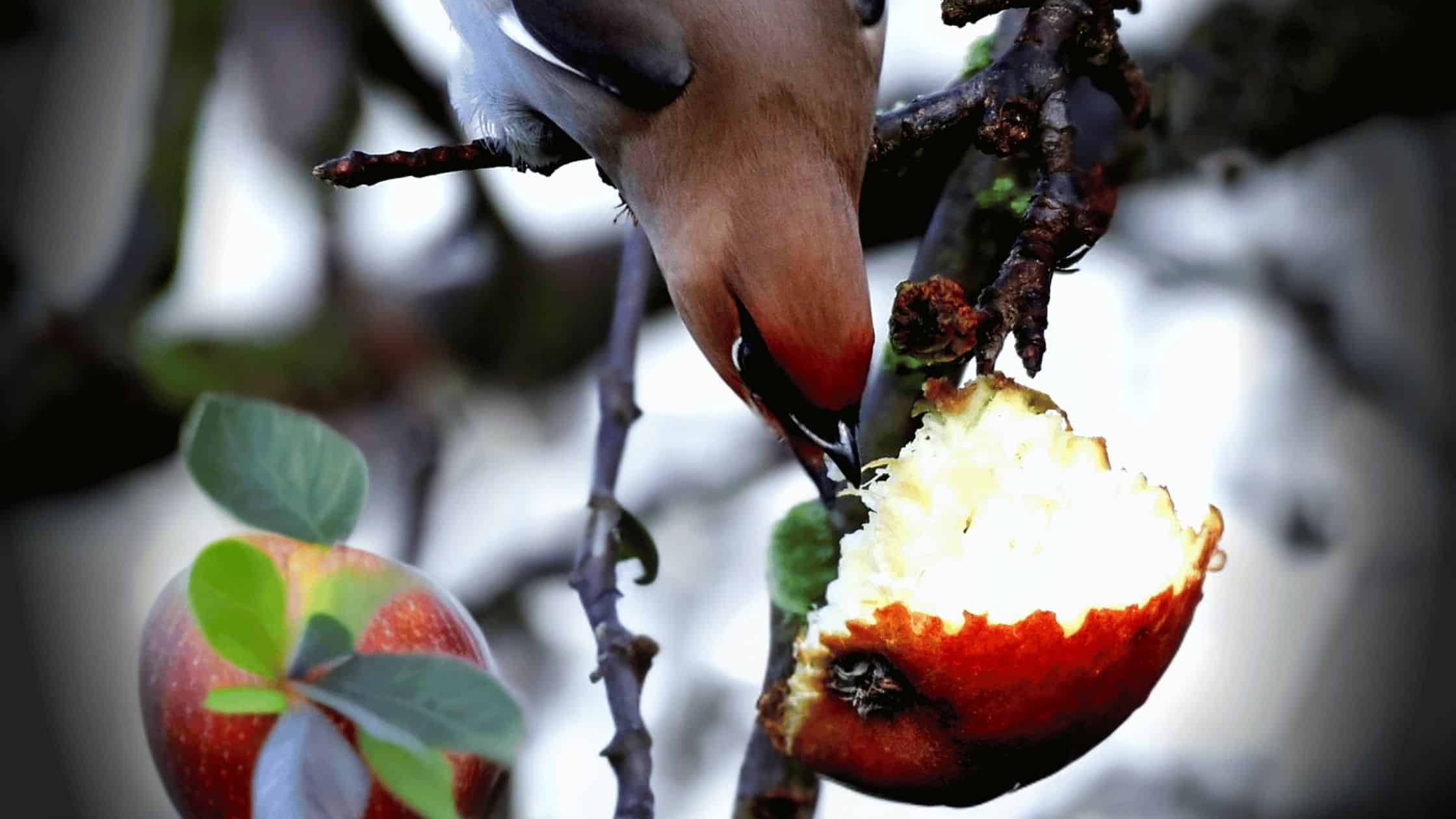 How to Stop Birds From Eating Plants