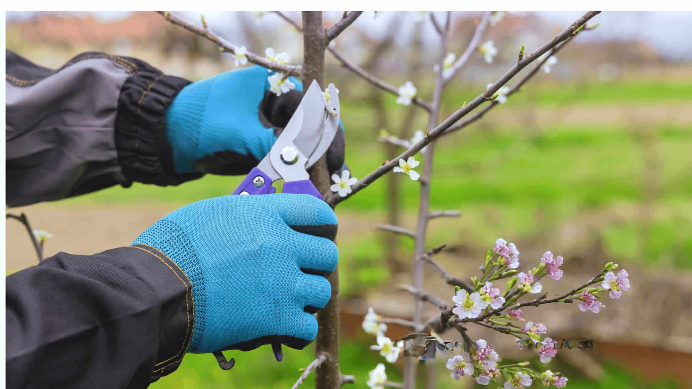 Prune Cherry Trees