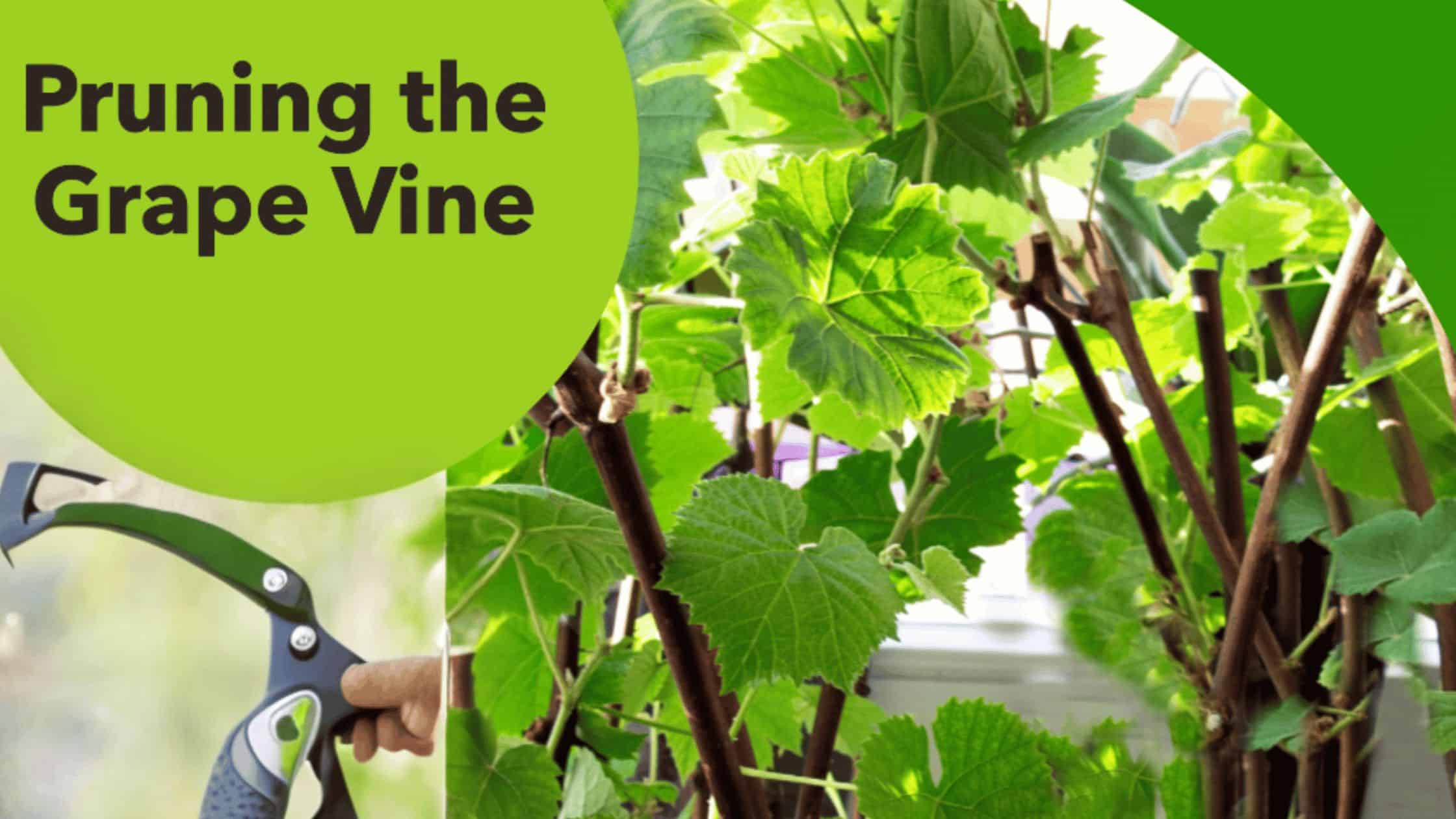 Prunning Grape vine