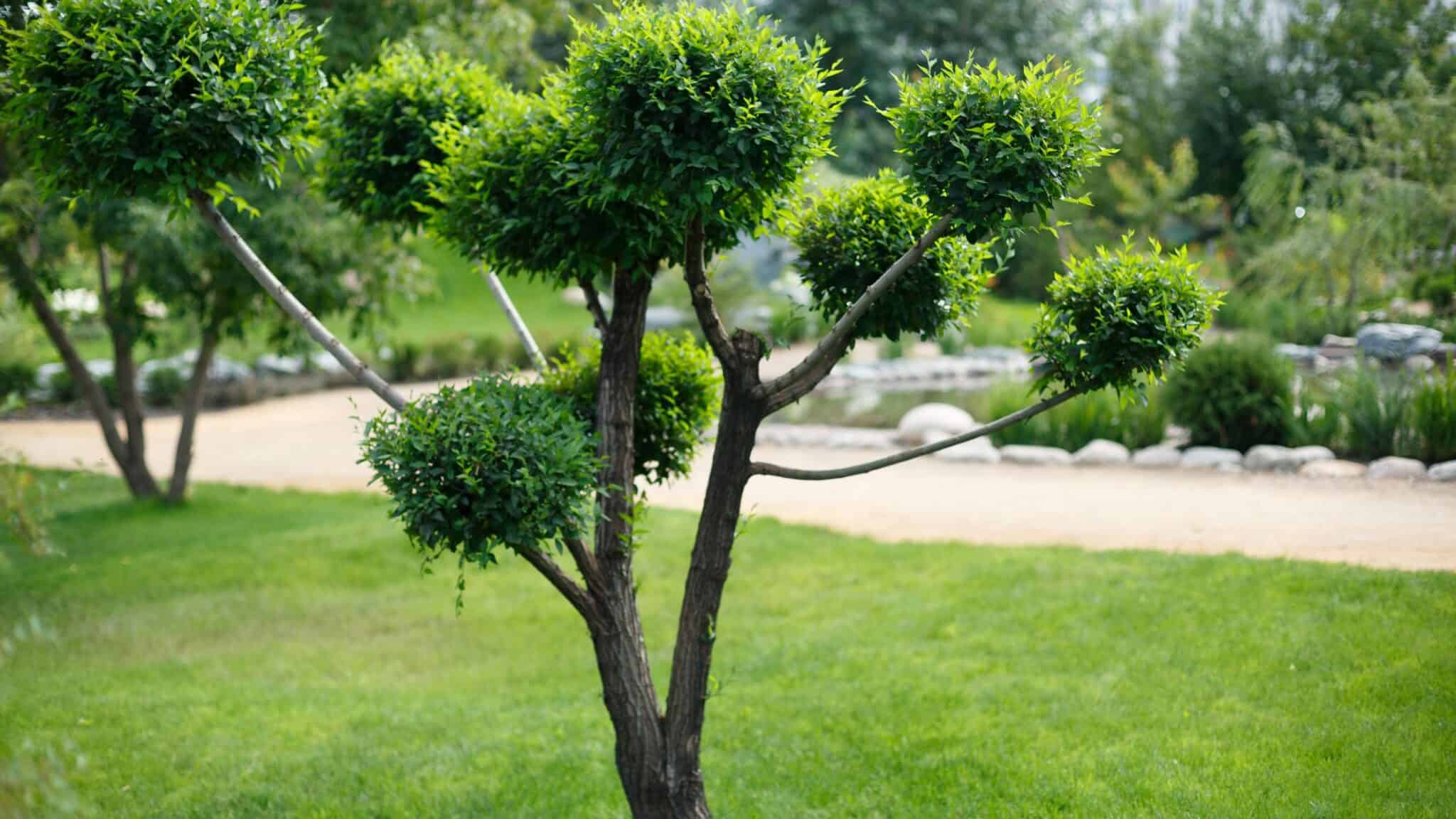 best-short-trees-for-landscaping-treestouch