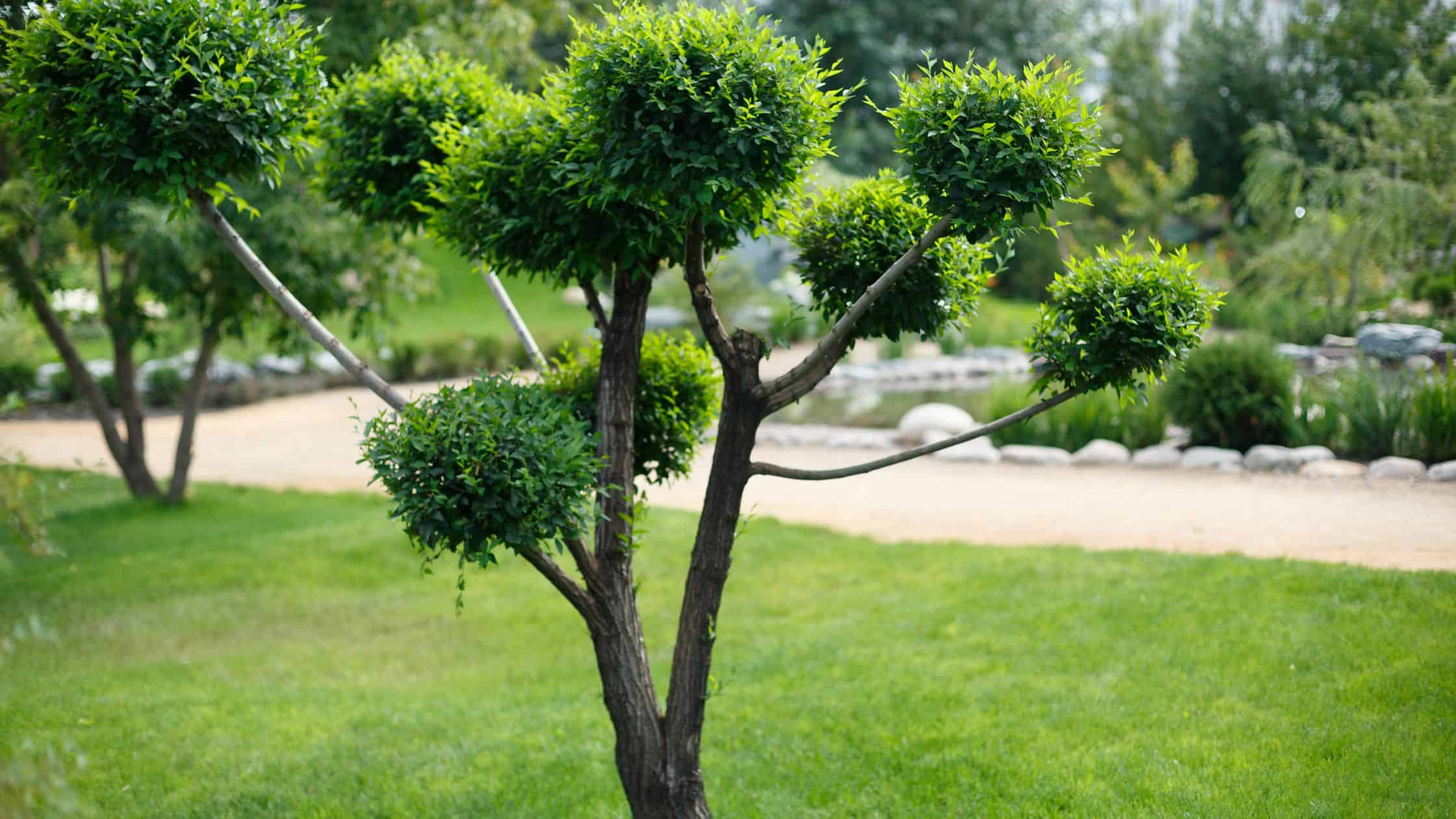 Short Trees For Landscaping: Adding Beauty And Functionality To Your Outdoor Space