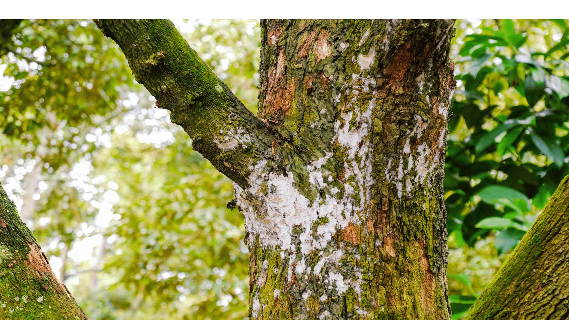 20 Common Tree Diseases: Symptoms And Treatments