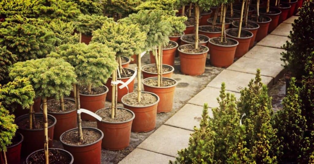 How To Start A Tree Nursery Business: The Ultimate Guide