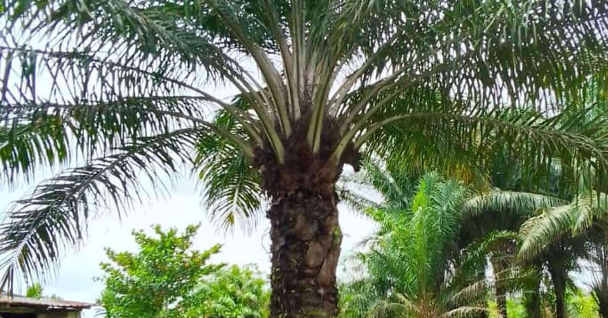 Master the Art of Palm Tree Trimming: Expert Tips Inside!