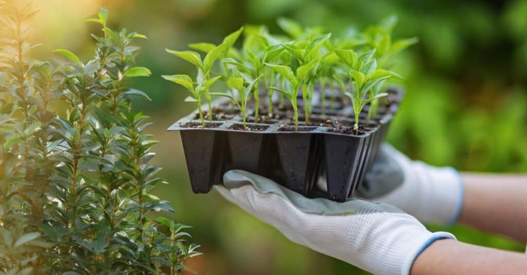 Blossoming Beginnings: The Definition of a Tree Nursery