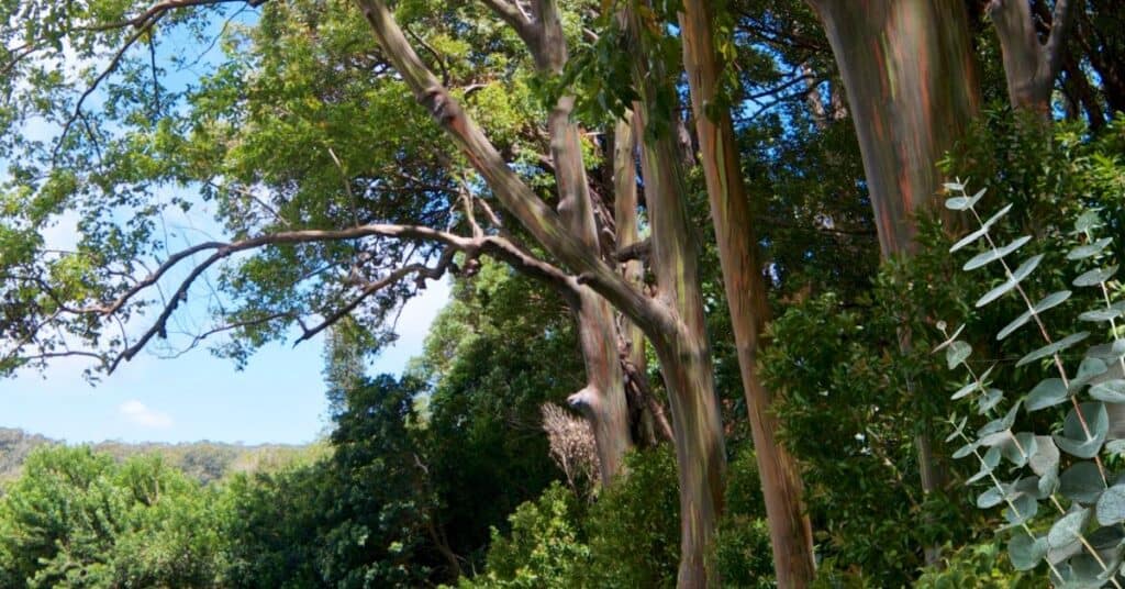 Rainbow eucalystus tree