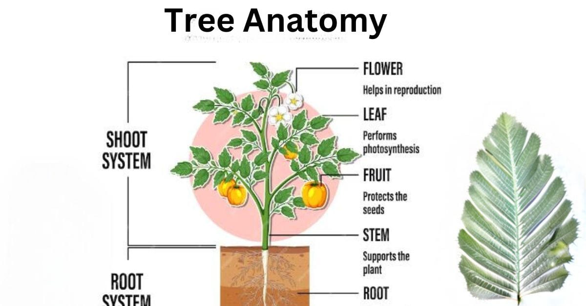 Add a headiTree anatomyng