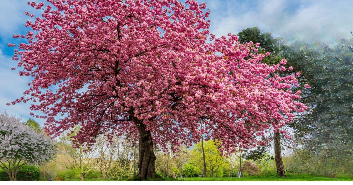 Akebono Cherry Tree Care