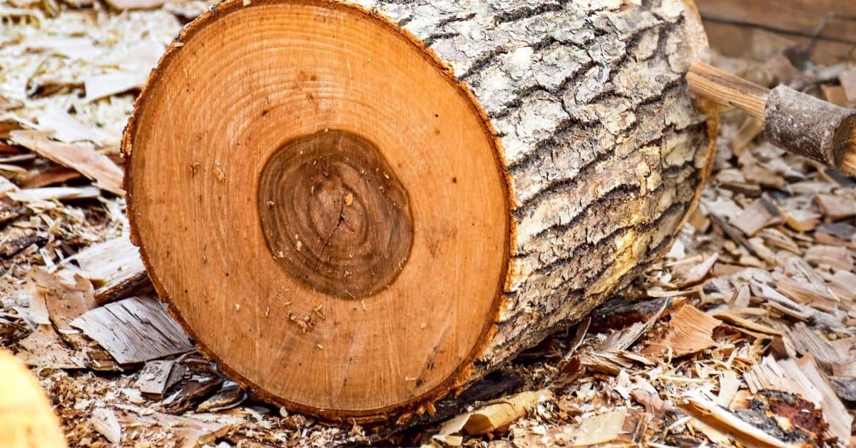 Tree Rings