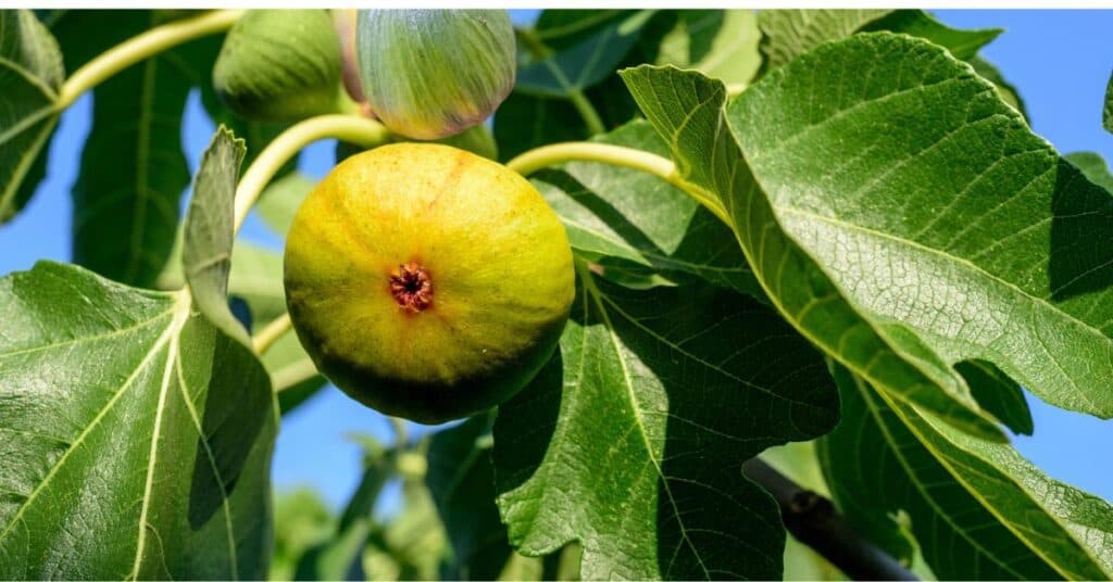 figs tree