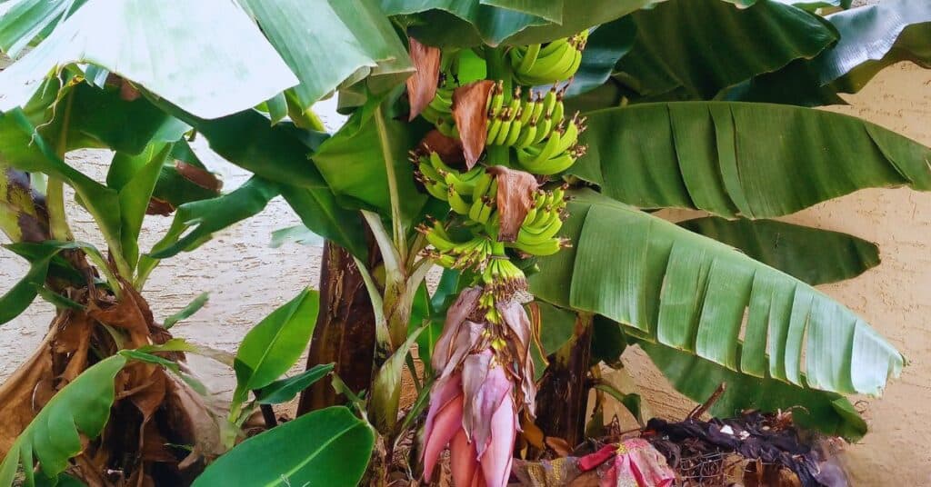 A bunch of banana on the banana tree