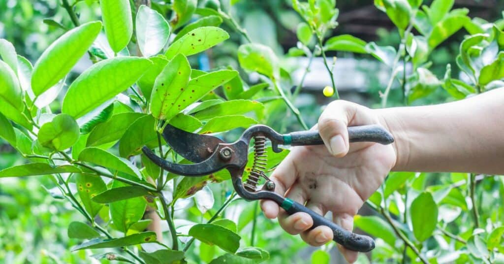 Tree Pruning Techniques