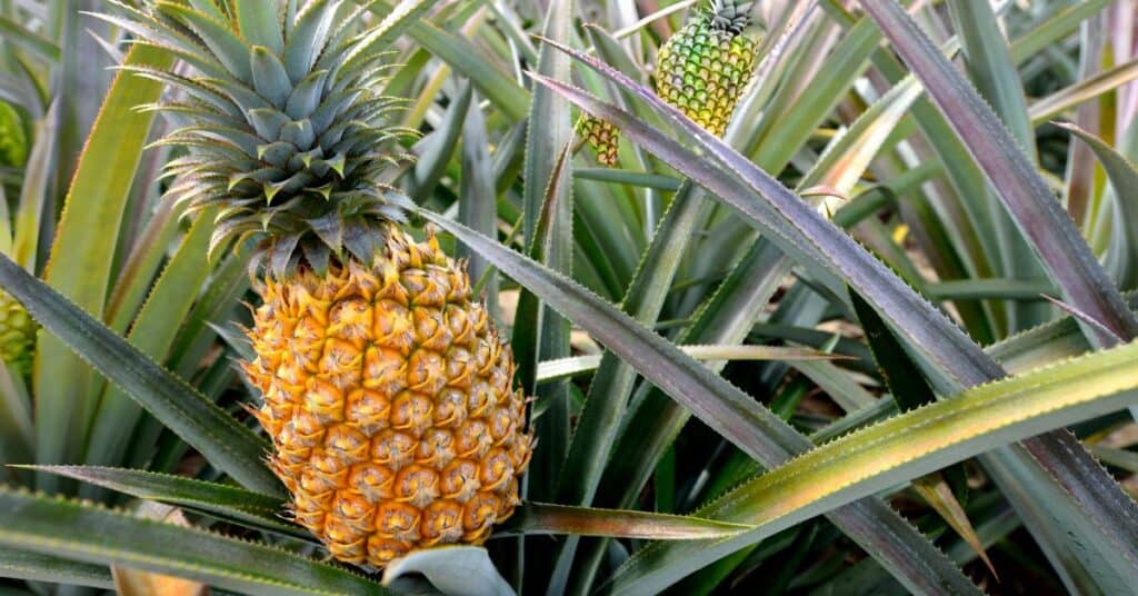 The Fast-Growing Pineapples: A Tropical Fruit Tree for Your Garden