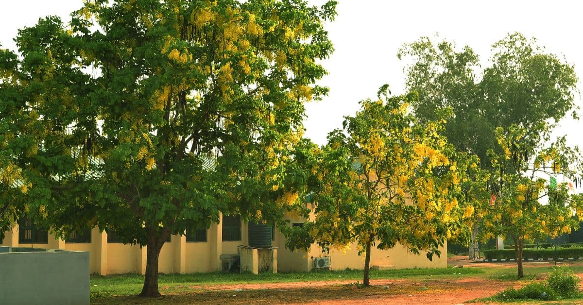 Yellow Flowering Tropical Trees