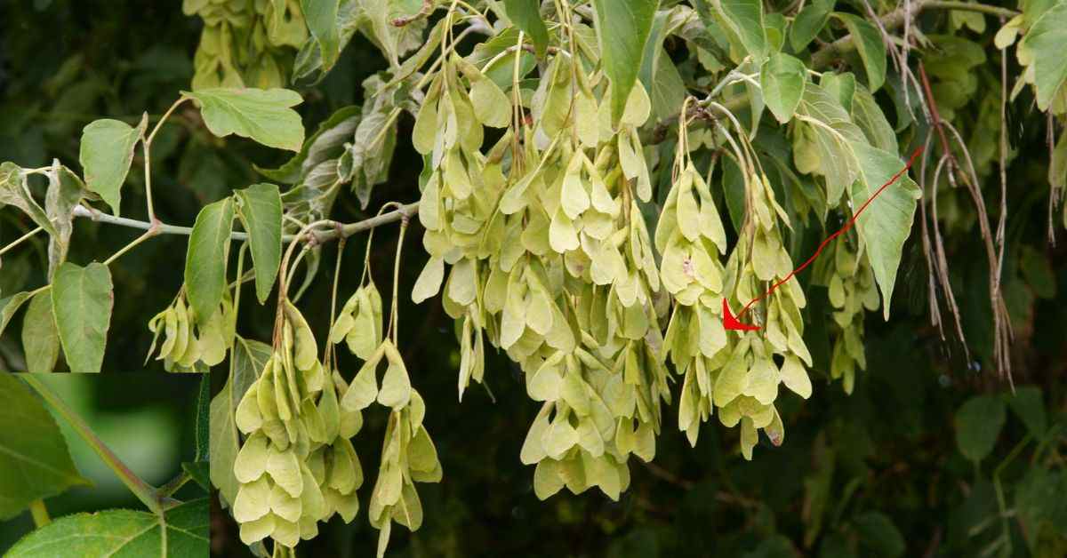 The Leaves of a Box Elder Tree and Seed Pod