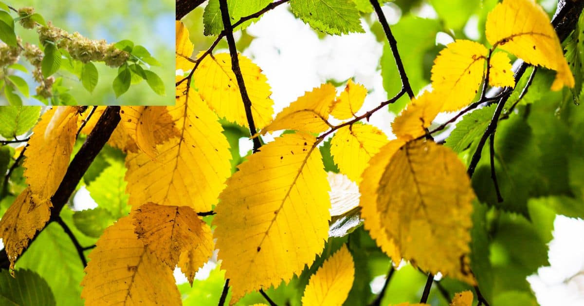 elm trees identification