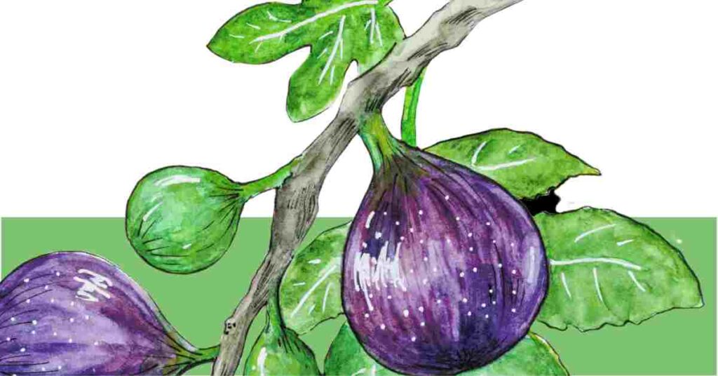 Types of Fig Trees