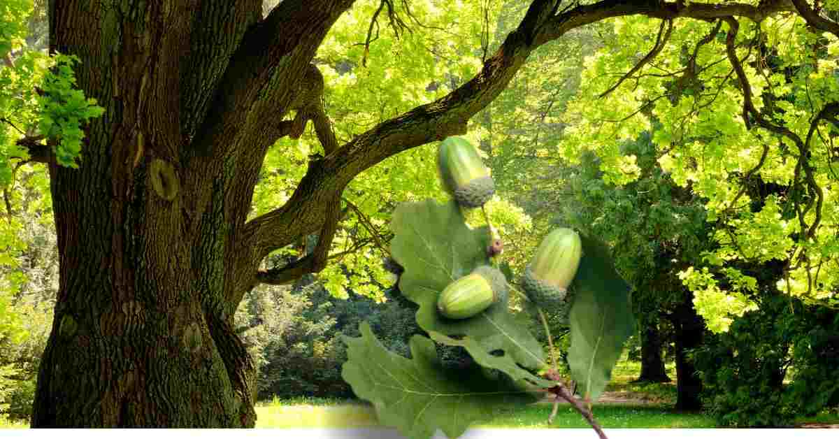 Oak Tree identification