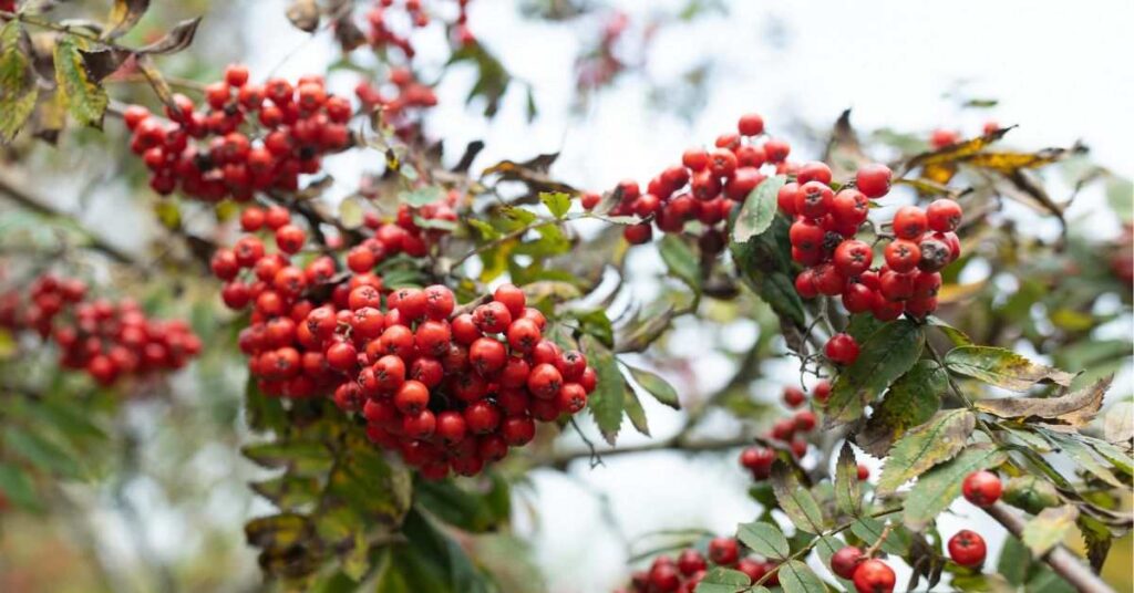 Red Berry Tree With Ripe Fruits