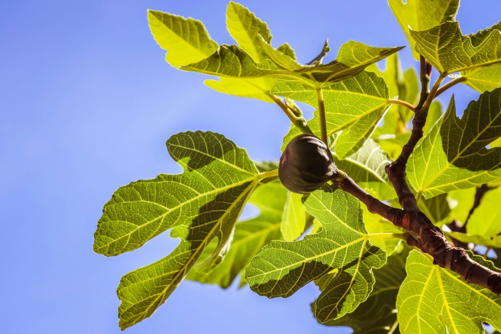 types of fig tree
