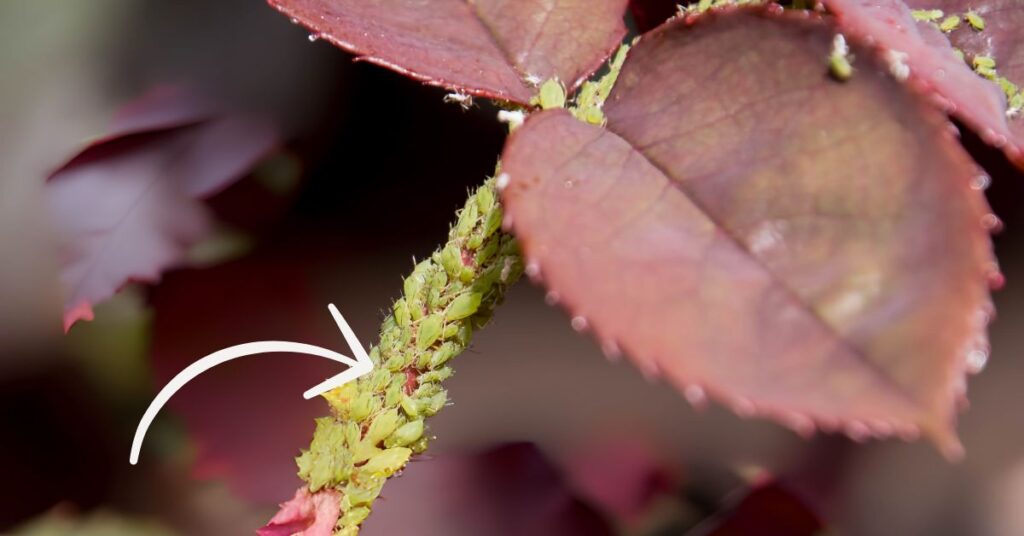 Aphids on a ruby falls redbud tree stem