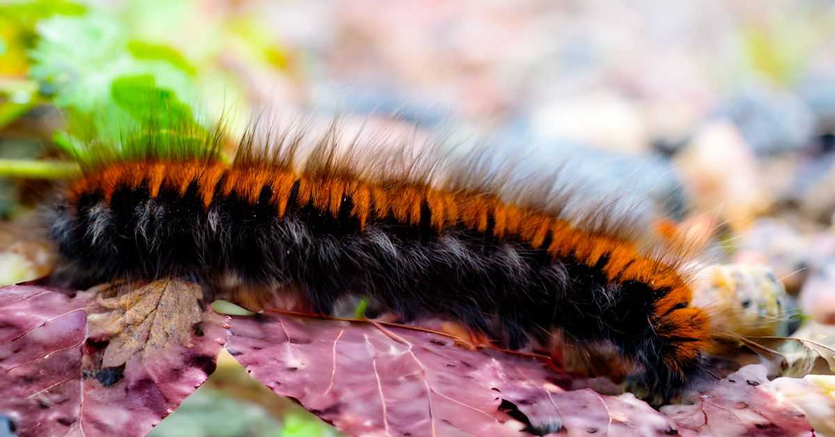 Caterpillar on a ruby falls redbud leaves