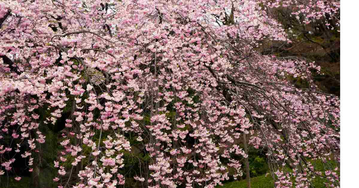 A dwarf Weeping redbud in Spring