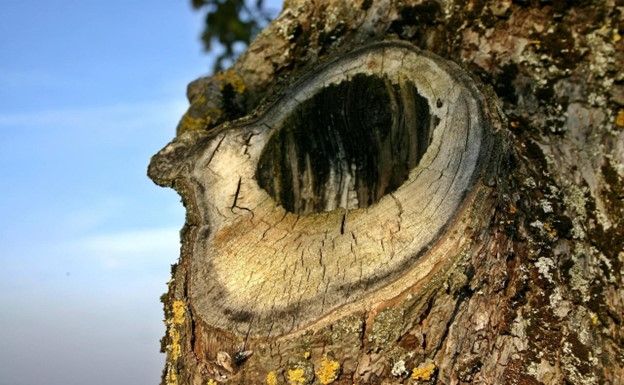 Knot on a tree trunk