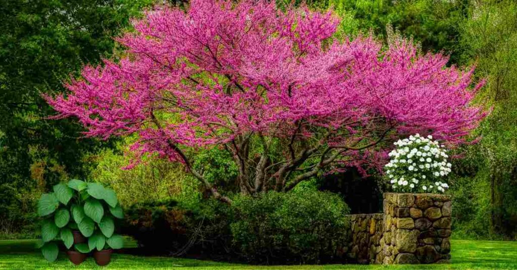 Redbud Tree in a garden