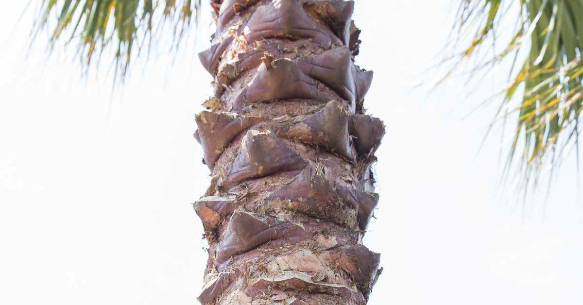 Trunk of a Palm Tree