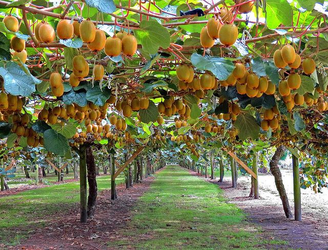 kiwi plant fruit