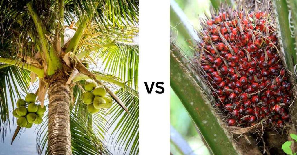 Coconut and Palm Trees, coconut tree vs palm tree