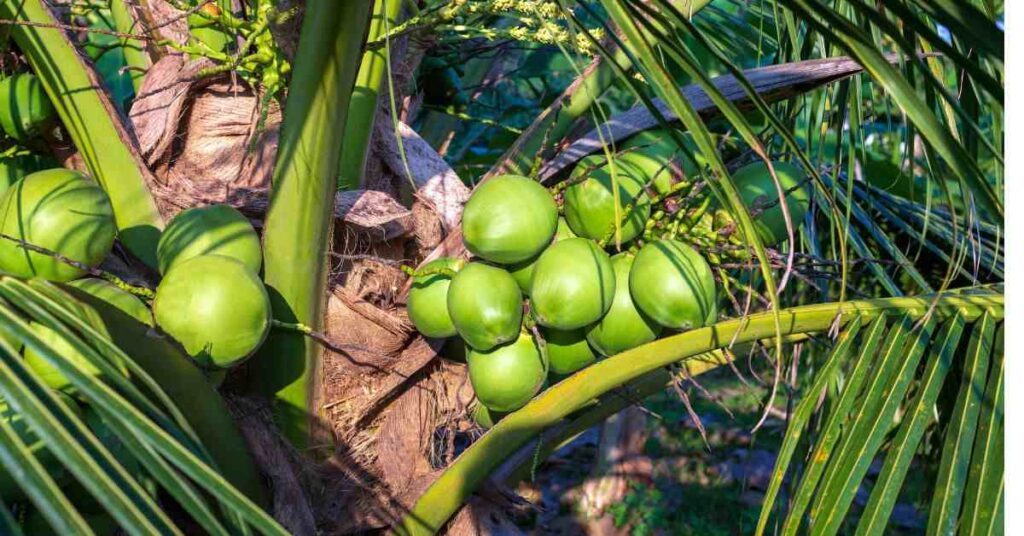 coconut and palm trees, coconut tree vs palm tree