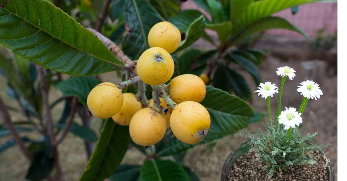 Dwarf Loquat Trees For Your Garden