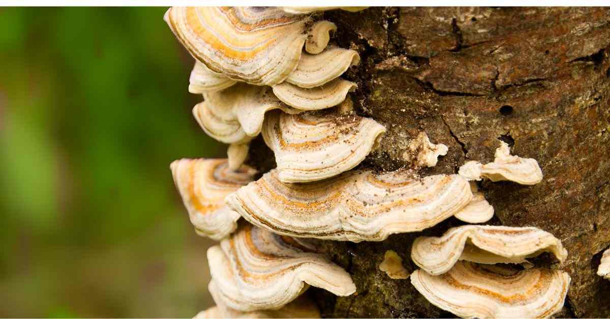 Tree Fungus, Fungai Growth on a Tree