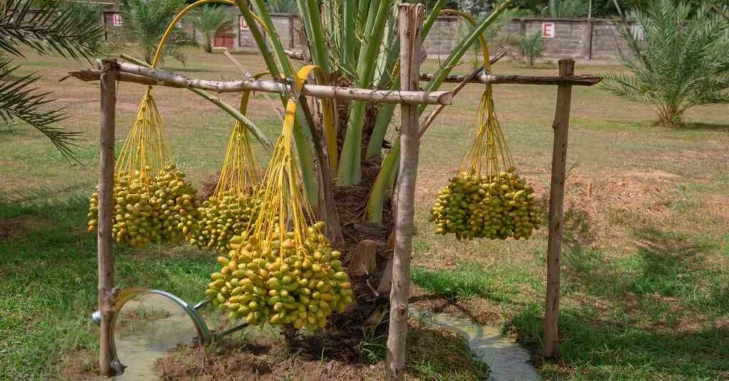 Growing date palm trees: How to Grow Date Palm Tree