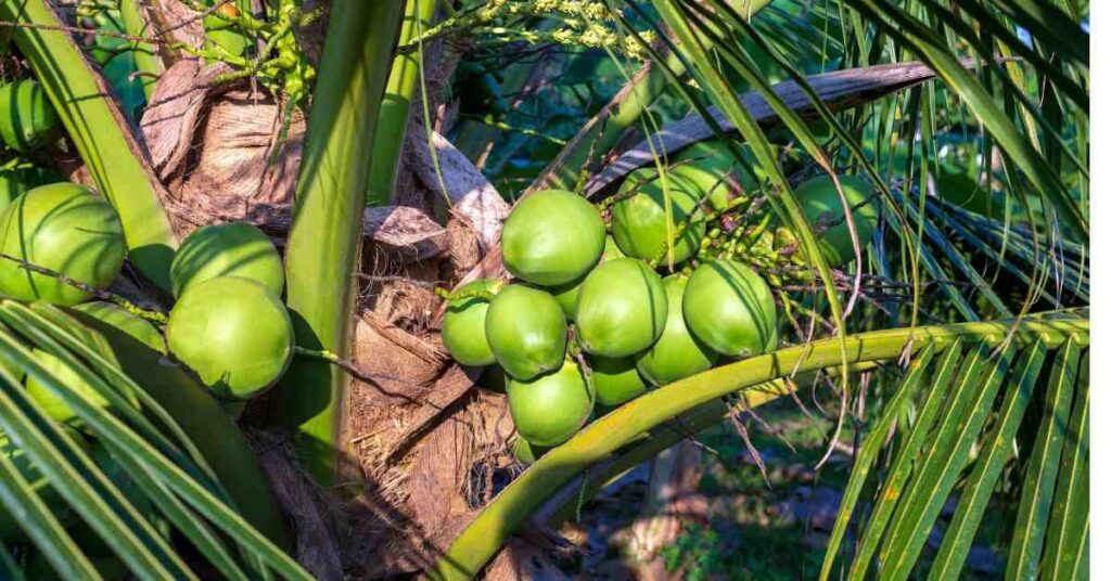 How to Grow a Coconut Tree: A Comprehensive Guide from Seed to Sunshine, germinating a coconut tree