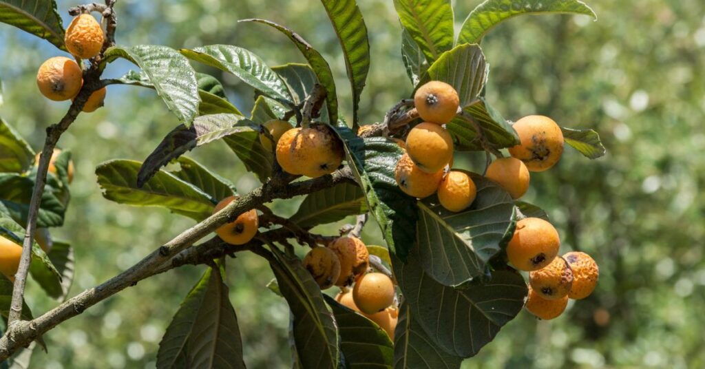 A loquat Tree With Ripe Fruits