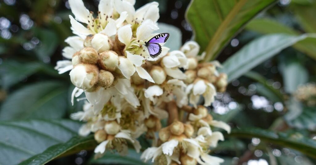 Butterfly on A Loquat Tree Flower