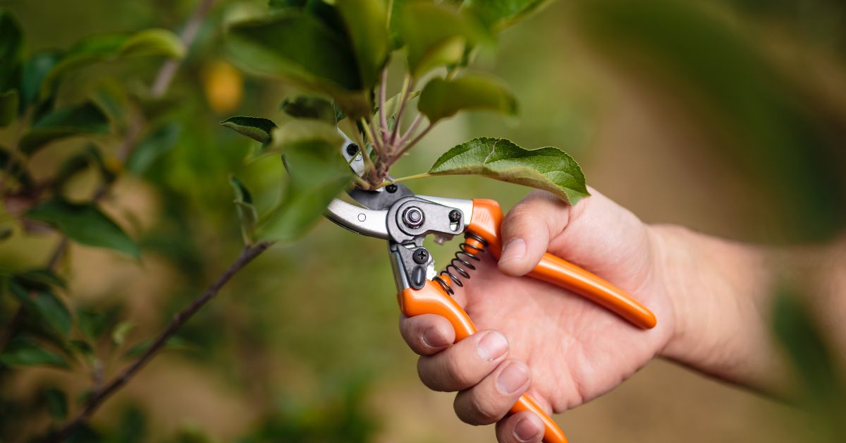 Care for a Loquat Tree