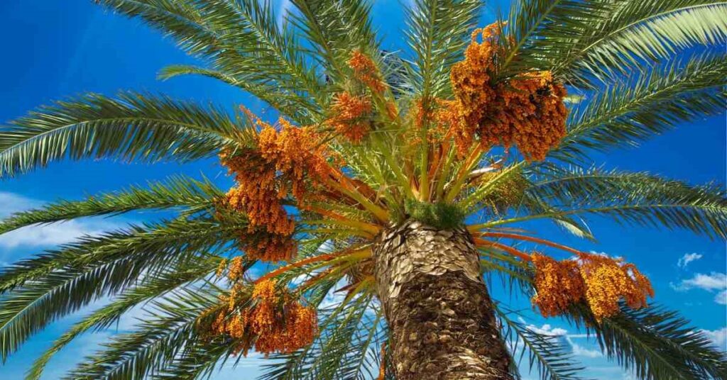 The Date Palm tree