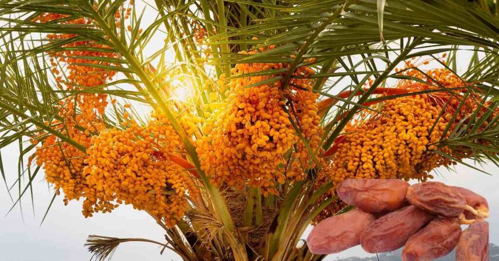 What Does a Date Palm Tree Look Like? (Identification: leaves, trunk, root, flowers, and fruits)