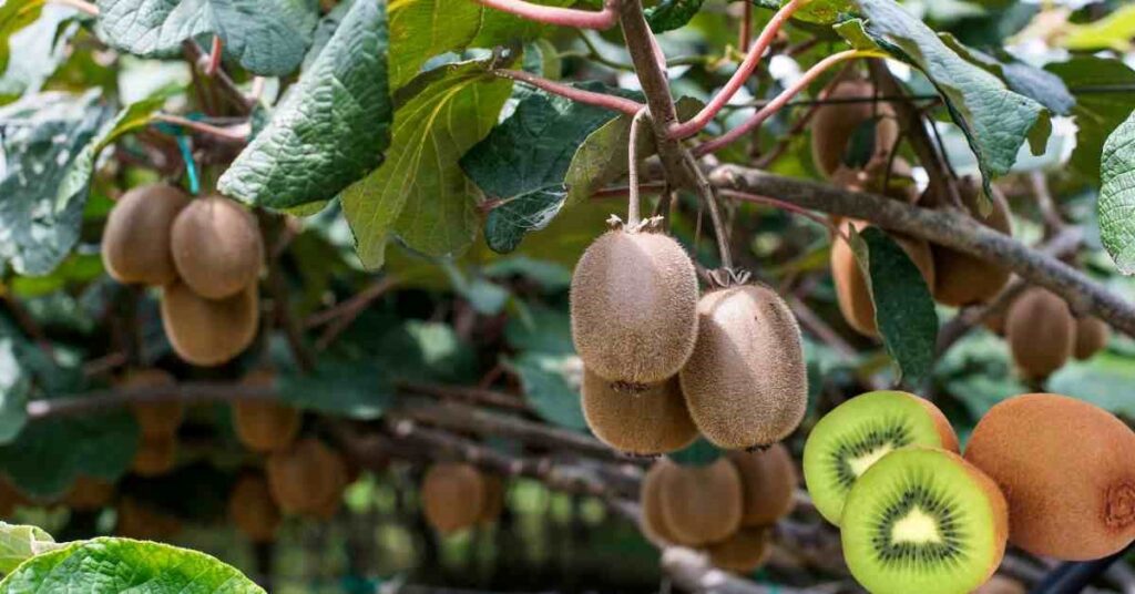 What Does a Kiwi Tree Look Like? Unveiling the Fuzzy Fruit's Fascinating Form