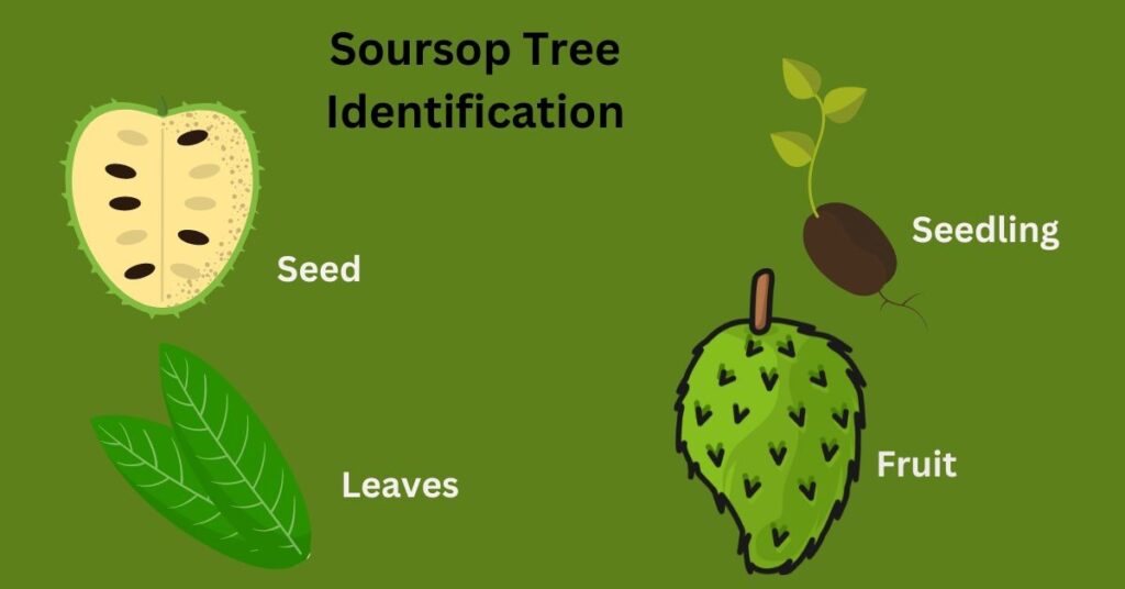 What Does a Soursop Tree Look Like