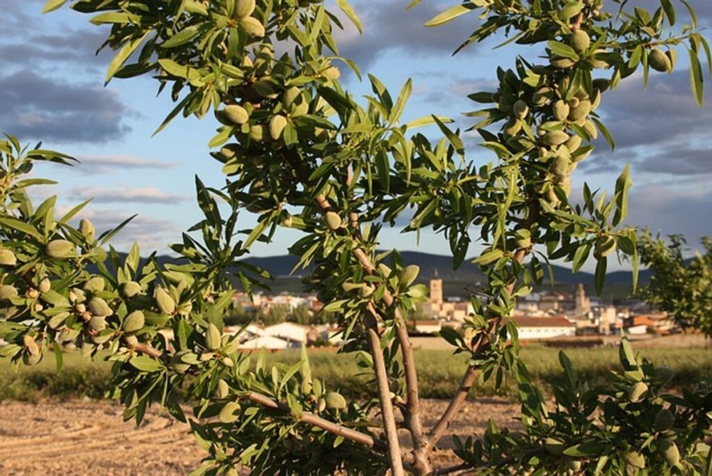 What Does an Almond Tree Look Like