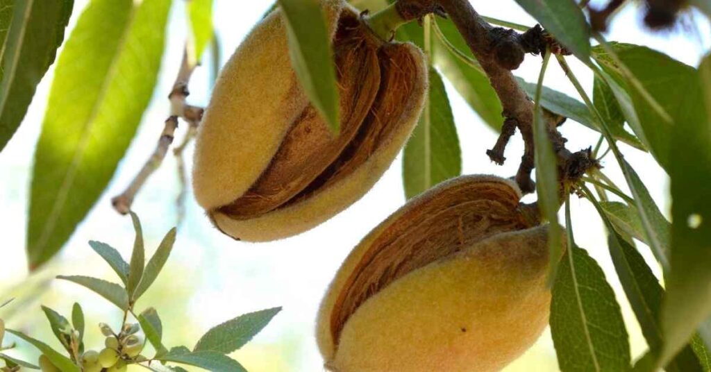 What Does an Almond Tree Look Like